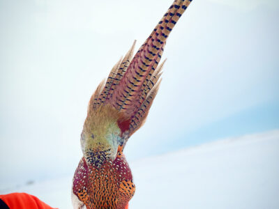 Pheasant Tail - nymph