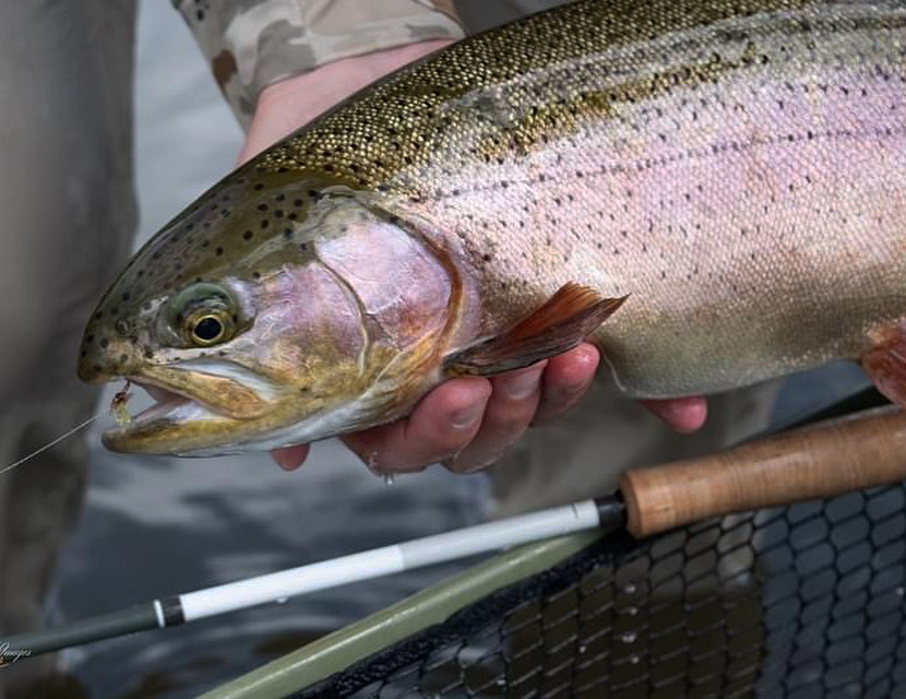 Missouri river rainbow- rusty spinner