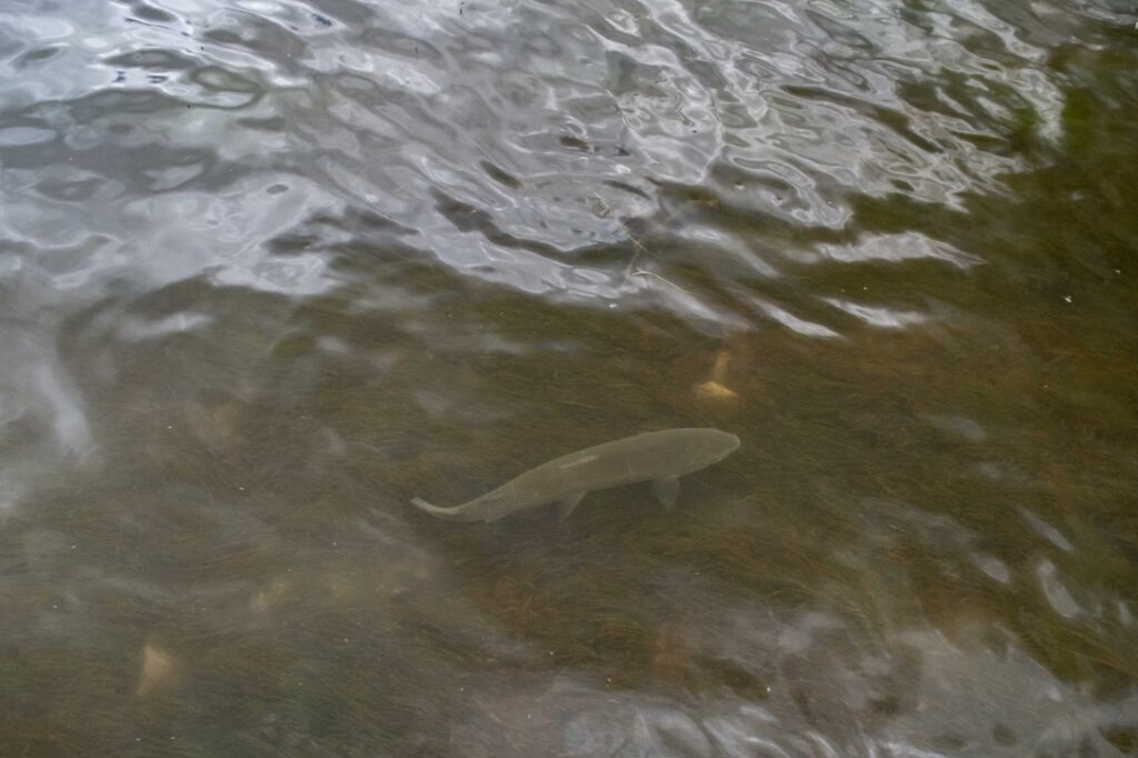 Stillwater Fly Fishing Montana’s Lakes - Holter