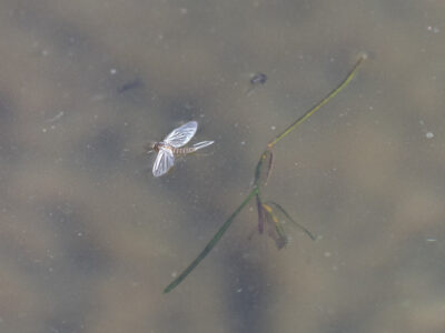 Blue winged olive - spinner fly