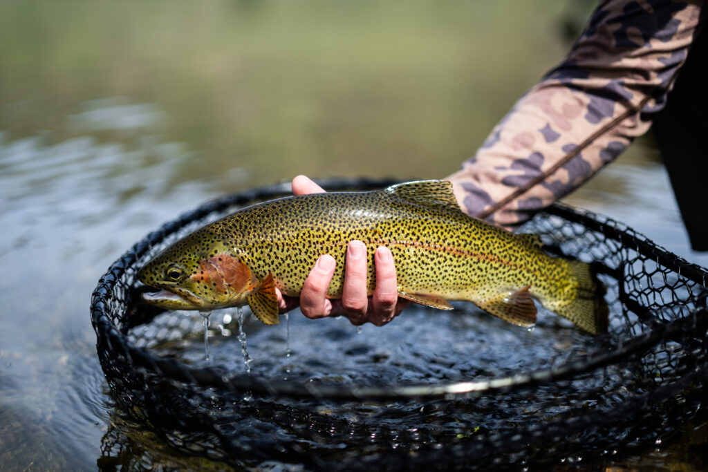Craig MT - Rainbow trout