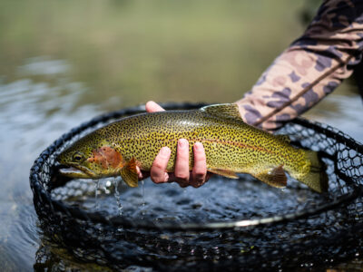 Craig MT - Rainbow trout