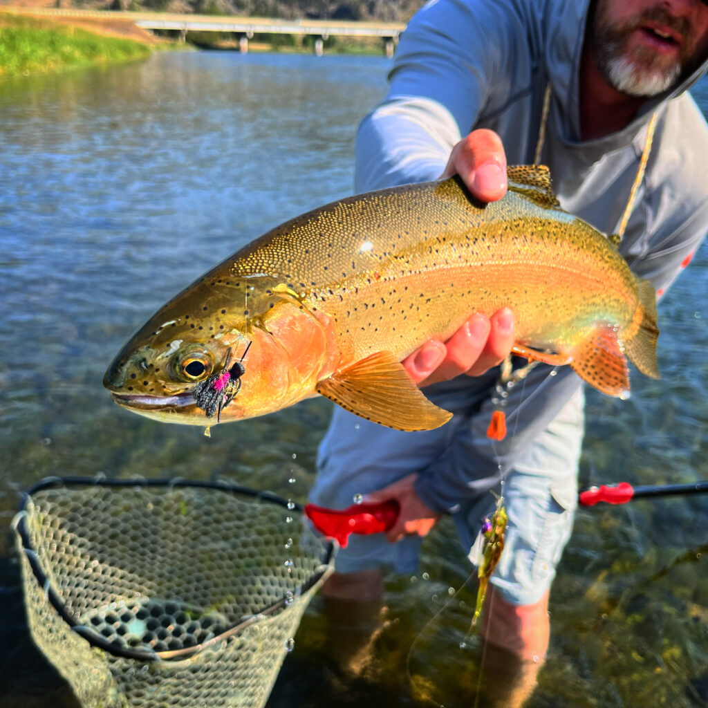 Dry fly fishing the Missouri river - Craig montnana