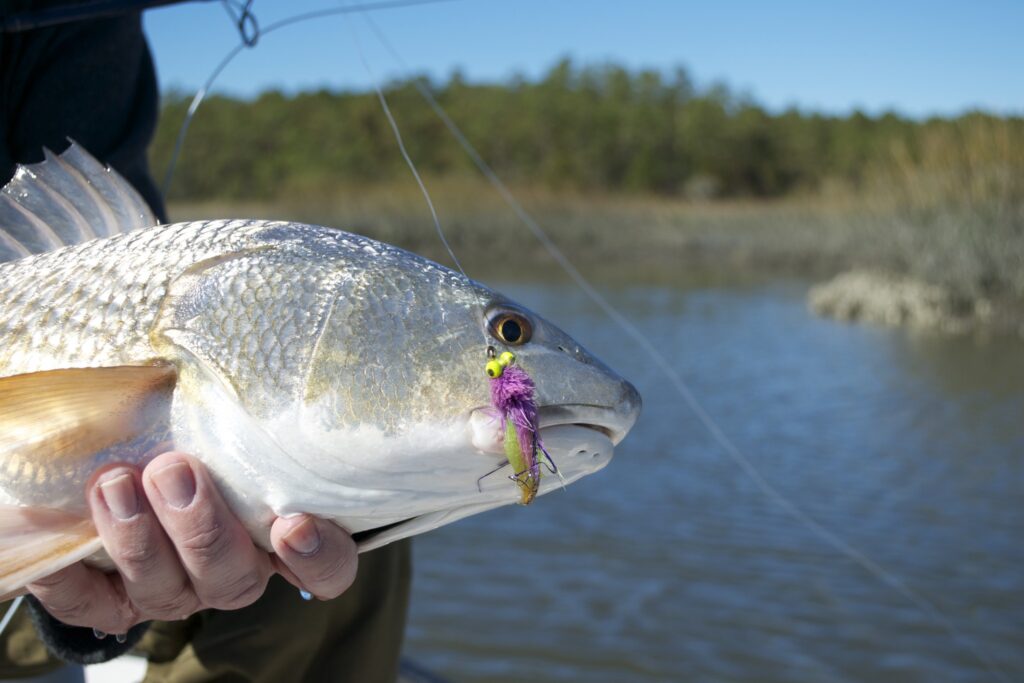 fly fishing for red drum