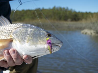Fly fishing for redfish- living water guide