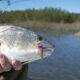 Fly fishing for redfish- living water guide
