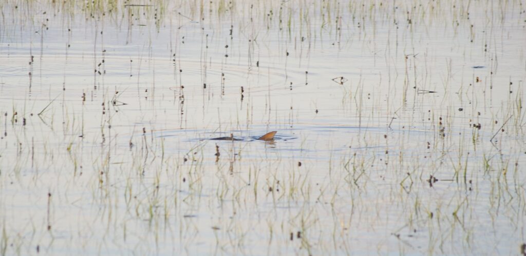 redfish tailing on flood tide