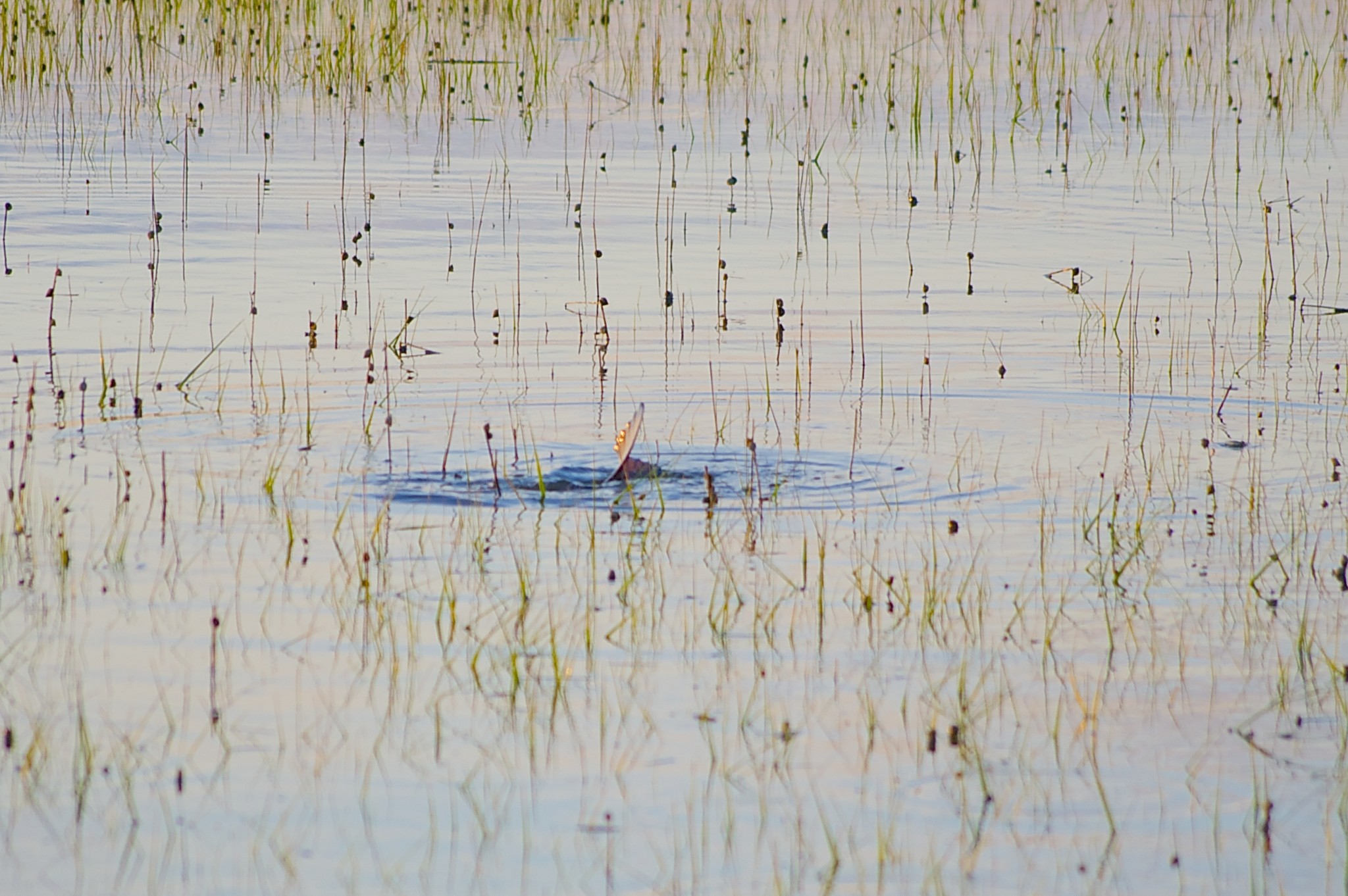 tailing redfish