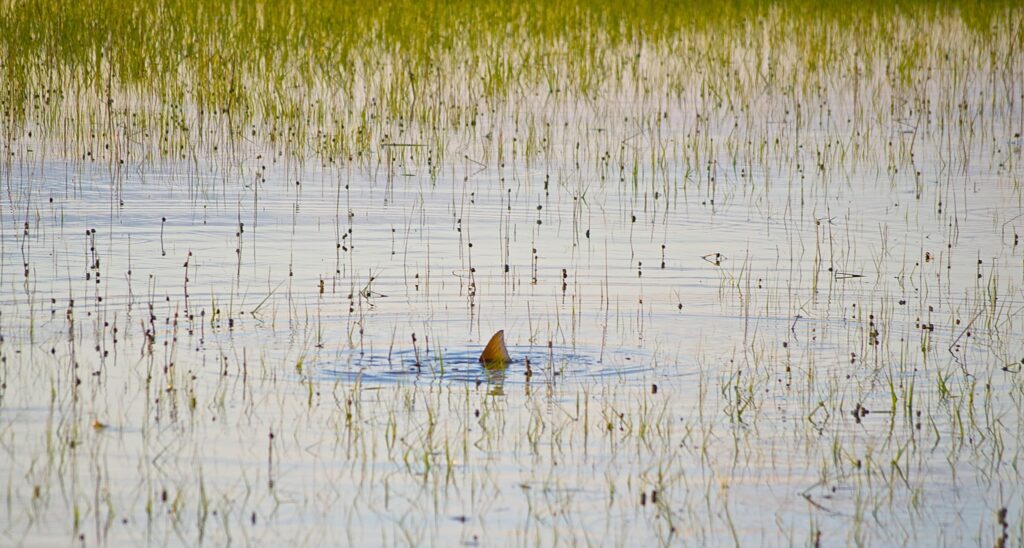 tailing redfish