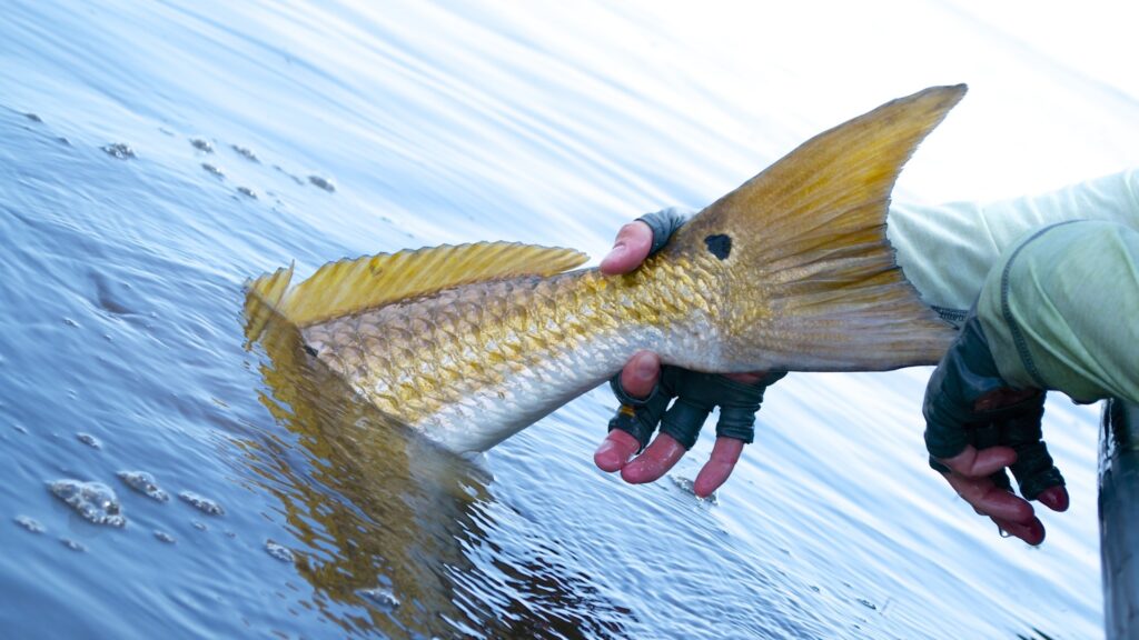 Hell's Bay Professional- REDFISH CHARTERS