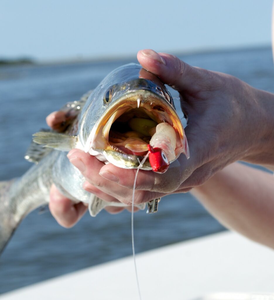 Early Summer Fishing-speackled sea trout