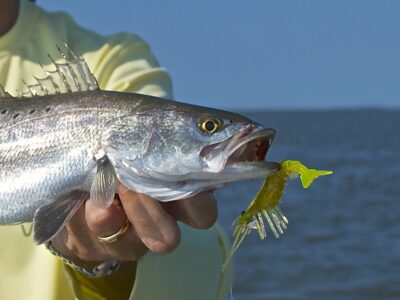 speckled sea trout - fishing charters