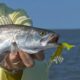 speckled sea trout - fishing charters