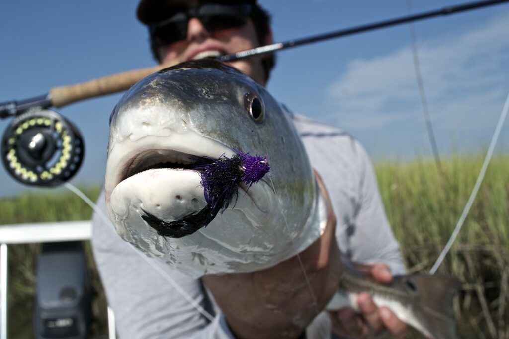 Redfish