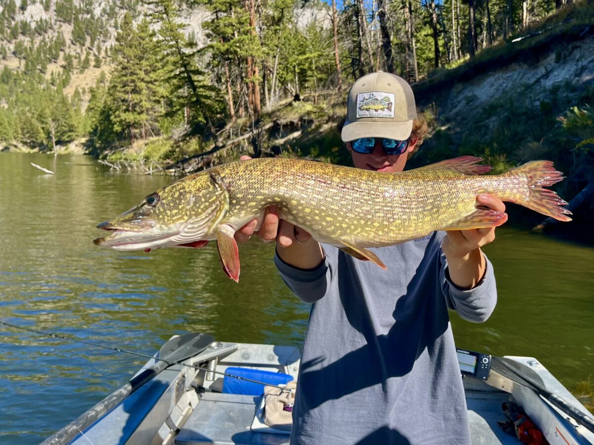 Fishing for Northern Pike in Montana Living Water Fly Fishing
