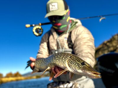 Fly fishing for Northern Pike- Montana