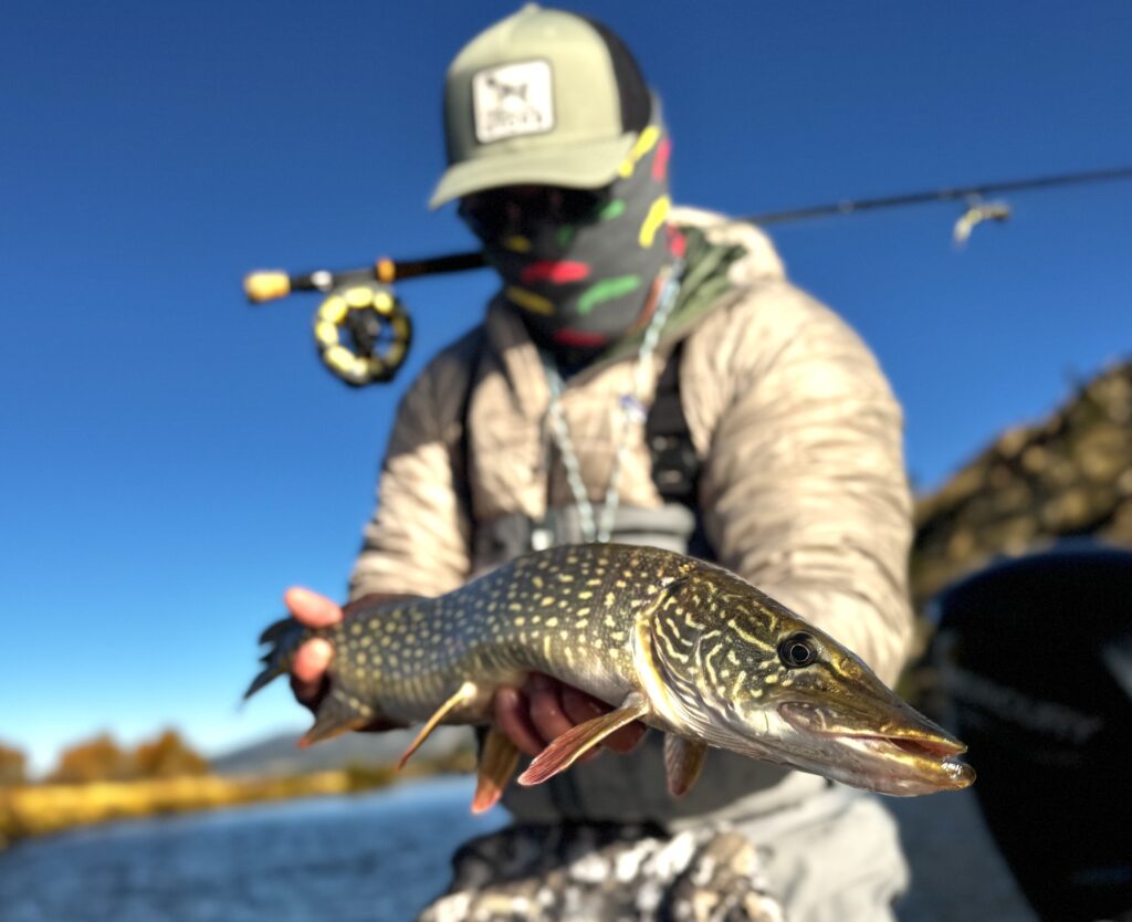Fly fishing for Northern Pike