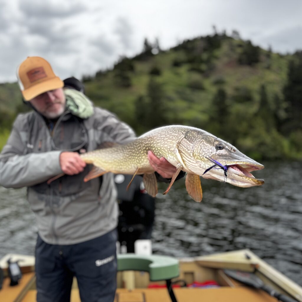 Capt. Jeff Lattig |Fly fishing for Pike
