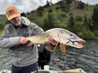 Capt. Jeff Lattig |Fly fishing for Pike