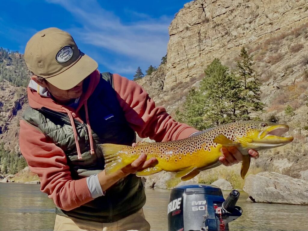 Missouri river Brown trout