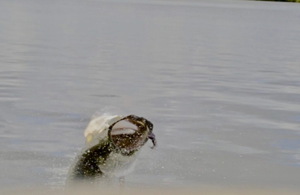 Tarpon fishing guide