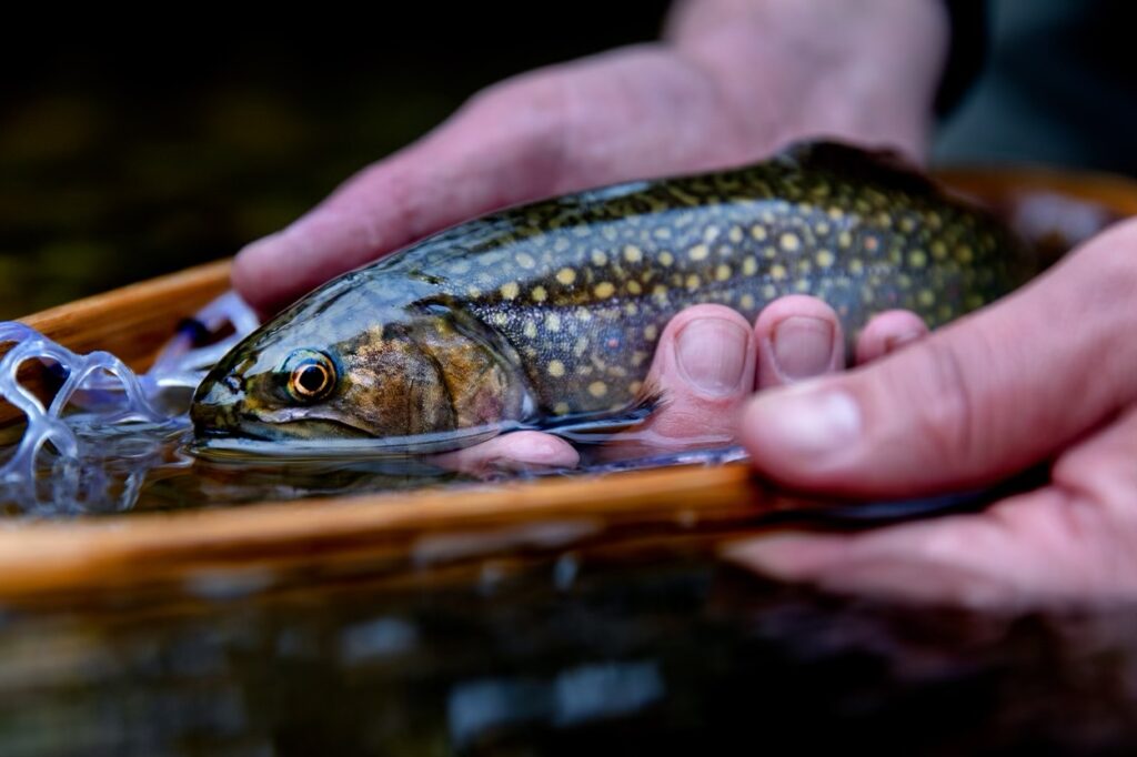 Fly fishing for Brook Trout