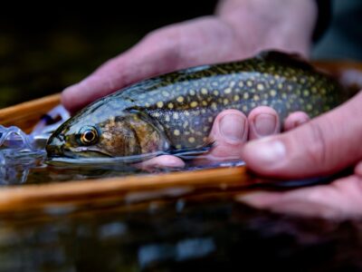 Fly fishing for Brook Trout