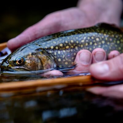Fly fishing for Brook Trout