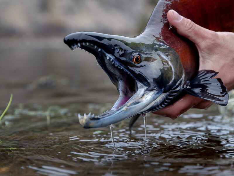 Kokanee Salmon Fishing at the land of giants