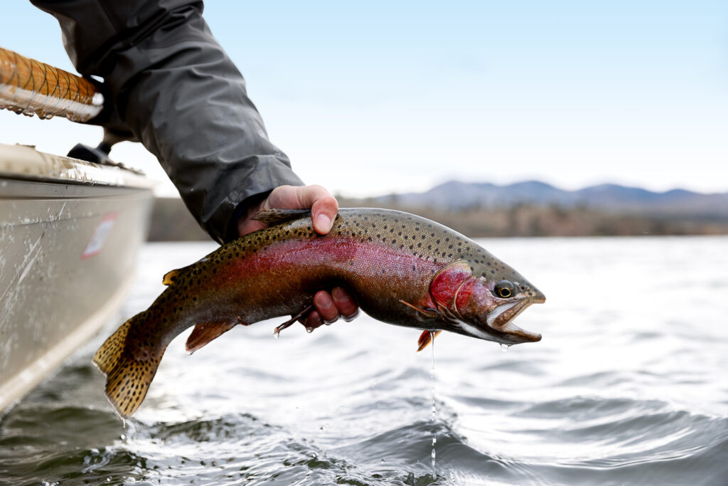 Missouri River Rainbow trout