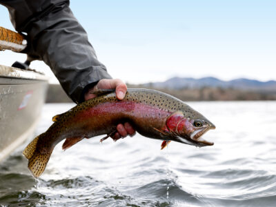 Missouri River Rainbow trout