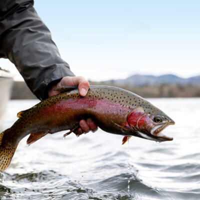 Missouri River Rainbow trout