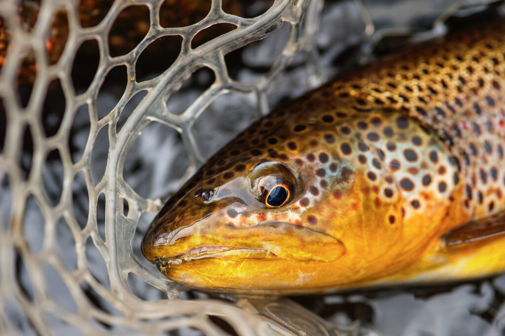 The Best Fly Rod for Fishing Montana