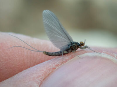 Insect hatches on the Missouri River- Craig MT