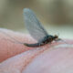 Insect hatches on the Missouri River- Craig MT