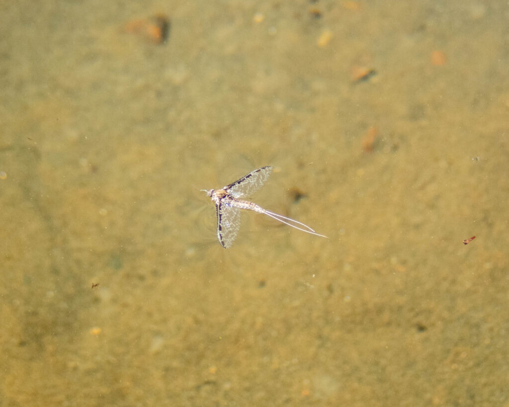 Rusty Spinner fly