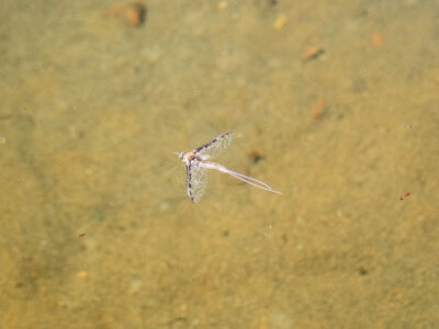 Rusty Spinner fly