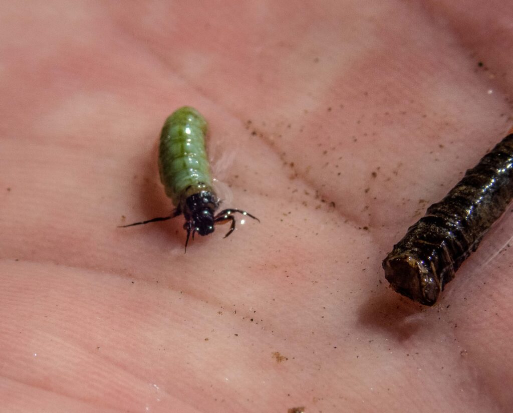 missouri river caddis