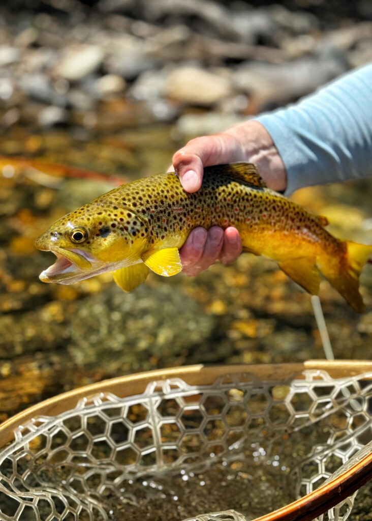 Fly fishing Montana - spring creeks