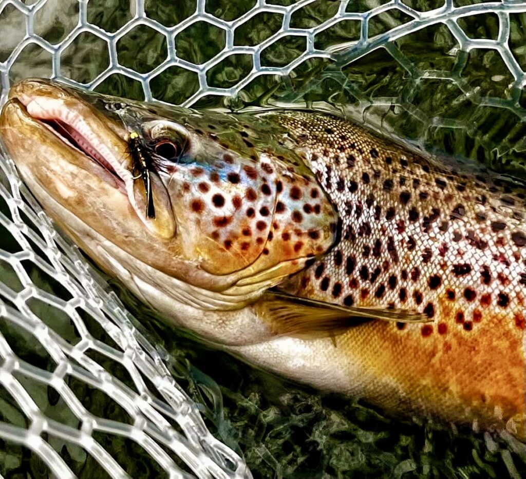 Missouri river trout spey
