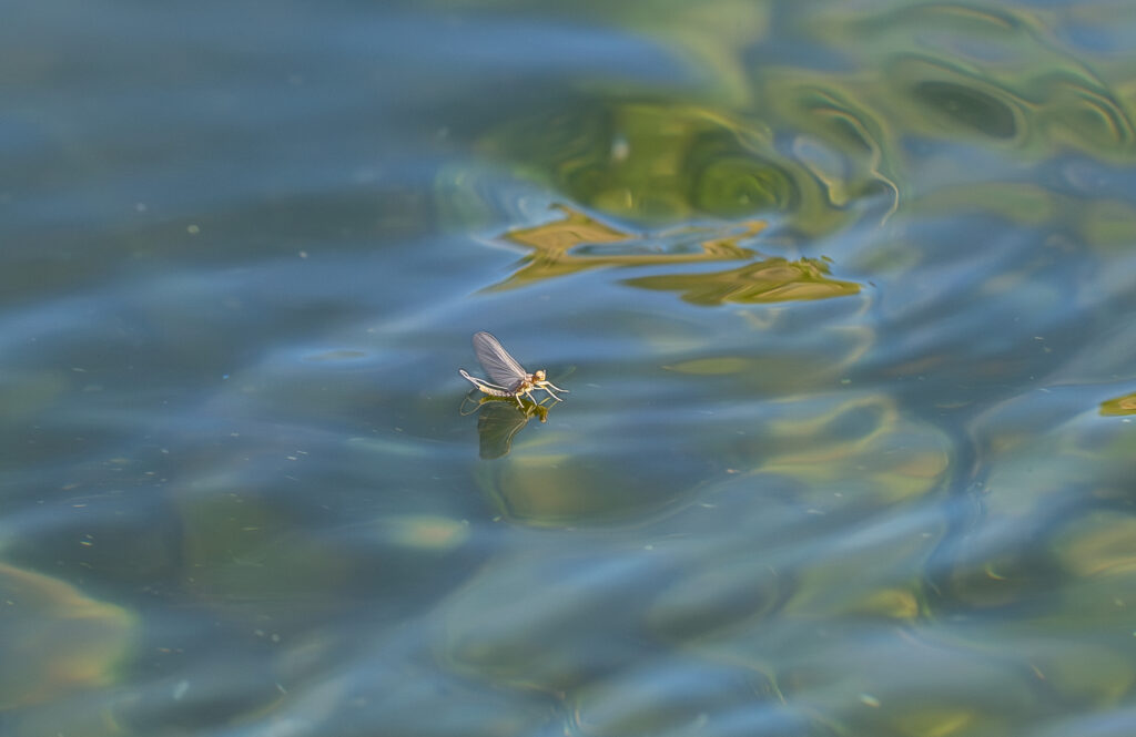 Spring Fishing on the Missouri River - Blue Wing Olive