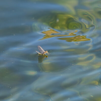 Blue wing olive