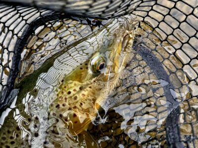 Missouri River Brown Trout