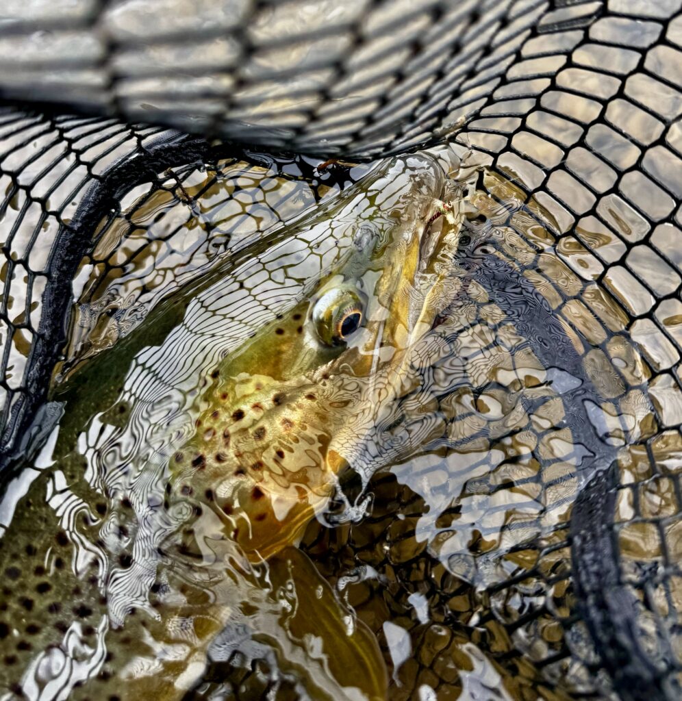 Missouri River Brown Trout