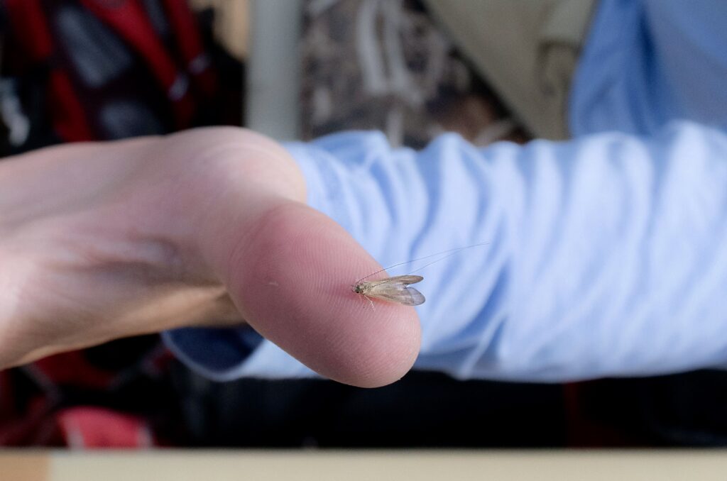 Missouri River Caddis Hatch