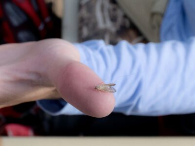 Missouri River Caddis Hatch
