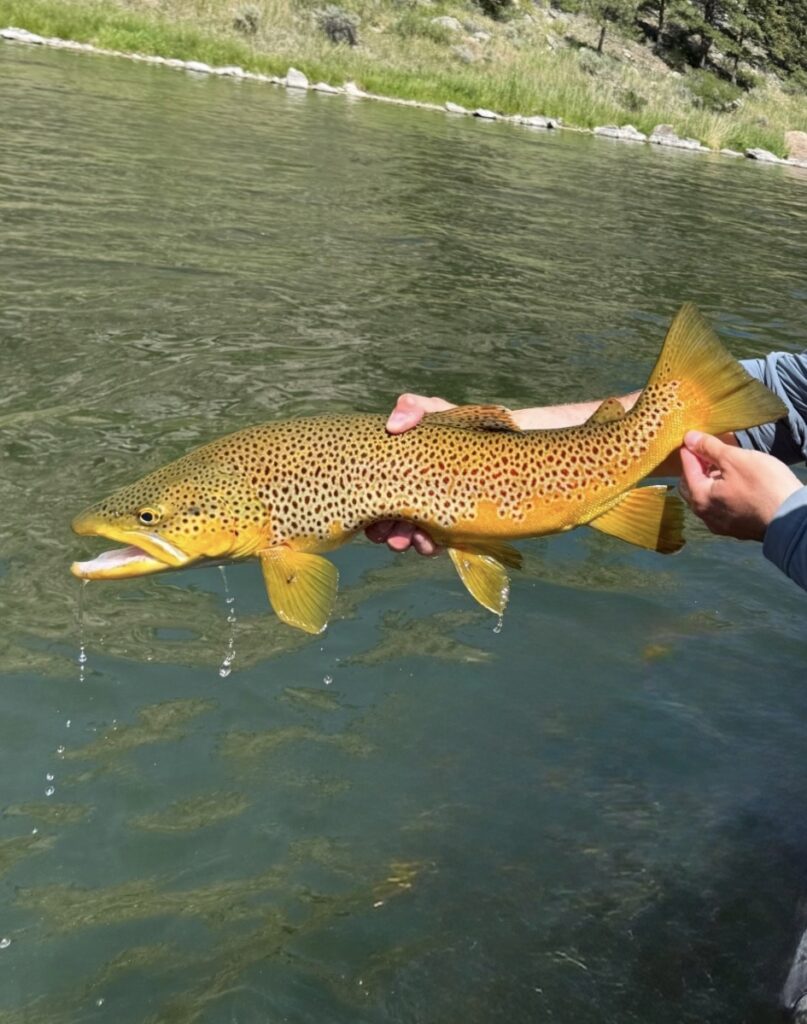 Missouri River Fishing Report – Big brown trout