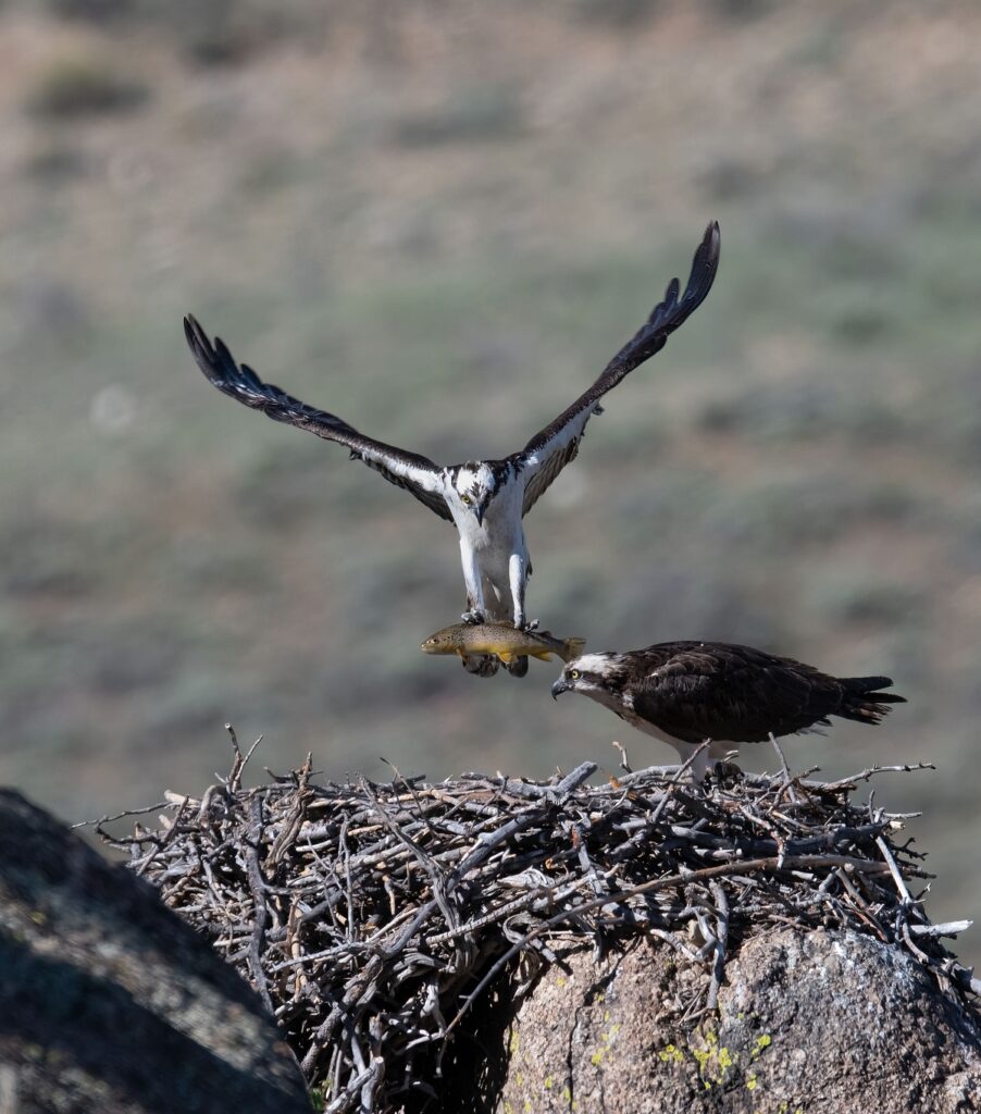 Missouri river - osprey