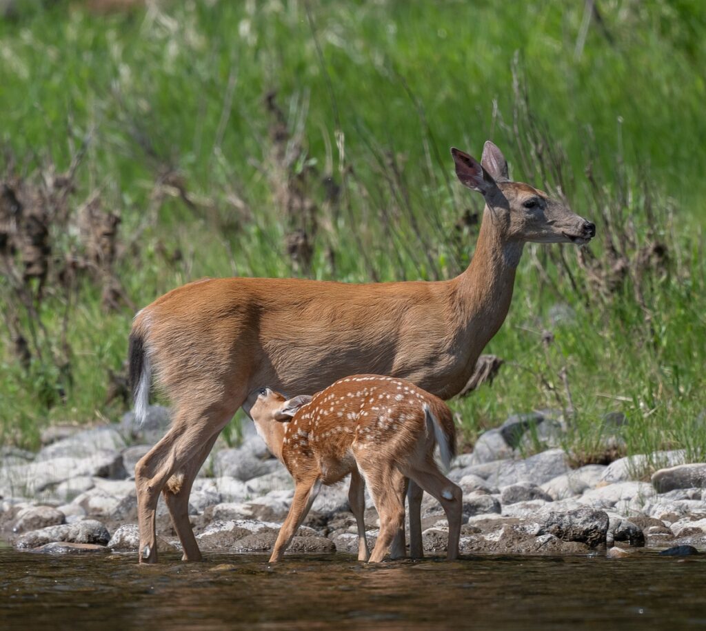 Missouri river wildlife - spring