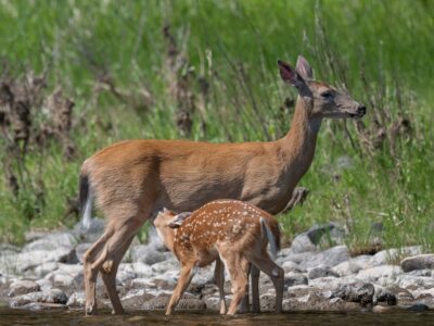 Missouri river wildlife - spring
